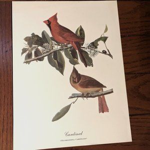 Cardinal (Richmondena Cardinalus) Branches 9 x 12 Audubon Vintage Fine Art Print